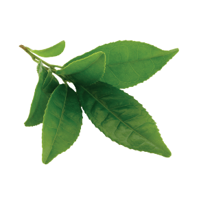 Thé Vert